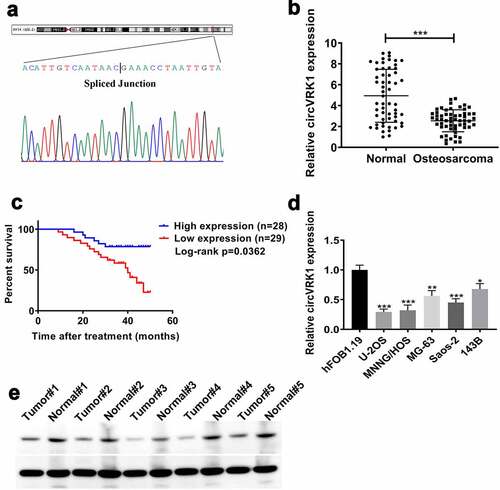 Figure 1. CircVRK1 was frequently repressed in osteosarcoma and correlated with the prognosis of patients with osteosarcoma