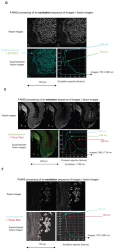 Figure 4 Spectral observation via FAMIS of the action of injected MRC Texas Red iron nanoparticles in the thoracic aorta of mice, including (A and B) control samples with no injection and no staining; (C and D) control samples counterstained with SYTO13; (E and F) injected samples with no staining; and (G and H) injected, counterstained samples.Notes: Of each pair, the former shows emissions (398–718 nm) and the latter shows excitations (705–965 nm). Color was added to assist with interpretation.Abbreviation: FAMIS, factor analysis of medical image sequences.