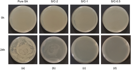 Figure 7. Killing experiments on E. coli at 0h and 24h for (a) pure SA microcapsules, (b) S/C-2, (c) S/C-1, and (d)S/C-0.5 PO/SA microcapsules.