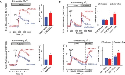 Figure 3 EBV infection amplifies EGF-stimulated Ca2+ signaling via SOCE.Notes: (A) EGF-evoked Ca2+ transient responses were measured in the fura-2-loaded cells. The dynamic cytosolic Ca2+ level [Ca2+]cyt was measured as the fluorescence ratio (F340/F380) of fura-2. Each trace represents the average data from at least 20 individual cells. The intensities of Ca2+ responses were quantitatively evaluated by calculating the average peak from the baseline in each right panel. (B) EGF-induced Ca2+ release from intracellular Ca2+ stores (ER) and the following Ca2+ influx via membrane channels were measured in the absence and presence of extracellular Ca2+, successively. The data are representative of three independent experiments and are presented as the mean ± SEM (*P<0.05, Student’s t-test).Abbreviations: EBV, Epstein–Barr virus; EGF, epidermal growth factor; ER, endoplasmic reticulum.