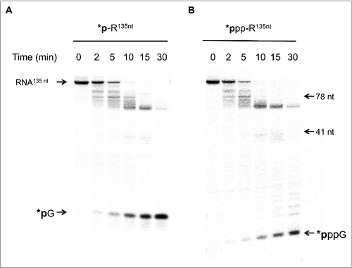 Figure 7. SauJ1 has both an endonucleotic and a 5′ to 3′ exonucleotic activities. Reaction mixtures (60 µl) containing 50 mM Tris-HCl, 1 mM MnCl2, 1.3 U RNasin, and 75 nM of WT SauJ1, and 300 nM 135-mer 5′ labeled monophosphate RNA (panel A) or 200 nM 135-mer gamma-labeled triphosphorylated RNA (panel B) or were incubated at 37 °C for the indicated time. The reaction products were analyzed on a 12.5% urea PAGE and the products were visualized by autoradiography. The indicated size markers are: radioactive guanosine monophosphate (*pG was produced by reacting XRN1 with 135-mer 5′ labeled monophosphate RNA), gamma-labeled guanosine triphosphate (*pppG), 5′-end labeled 41-mer RNA and 5′ ends labeled 78-mer DNA were included as size markers. Panels A and B are from the same gel, but panel B has been exposed much longer, since gamma-labeled RNA had a low specific activity.