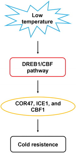 Figure 3. Regulation network model of DREB1/CBF pathway.