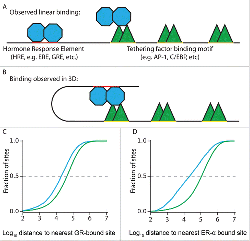 Figure 2. Tethering factor co-bound nuclear receptor binding sites are closer to one another than expected by chance. (A) Clusters of TF-binding sites in linear space that can be observed via ChIP-seq reflect a mixture of direct and tethered binding. Tethered binding sites tend to be closer to direct binding sites than expected by the genomic distribution of tethering factor binding. (B) Looping mechanism of TF-binding cluster formation. (C) C/EBPβ sites are closer to GR binding sites if co-bound by GR (blue) than if not co-bound (green) (19.9 kb vs. 42.9 kb; Mann–Whitney U-test p <10-100) (D) FOXA1 sites are closer to ERα binding sites if co-bound by ERα (blue) than if not co-bound (green) (21.9 kb vs. 111.9 kb; Mann–Whitney U-test p < 10-100).
