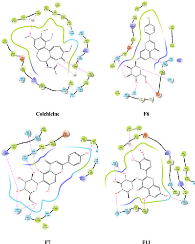 Figure 8 Ligand and protein molecular interactions for colchicine, F6, F7, and F11 with the β-Tubulin binding site using glide SP scoring tool.