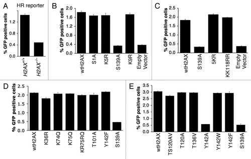 Figure 5 Effect of H2AX mutations on H2AX-dependent HR. Percentage of I-SceI-induced GFP+ cells from H2AX+/+ and H2AX−/− HR reporter mouse ES cells (A) or H2AX−/− HR reporter mouse ES cells transiently transfected with mammalian expression vectors encoding H2AX mutants as indicated in (B–E). See Materials and Methods for details. Bars represent mean of triplicates. Error bars indicate s.e.m.