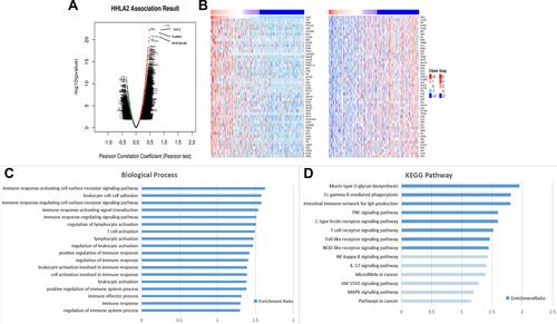 Figure 1 LinkedOmics analysis to identify differentially expressed genes related to HHLA2 in HCC. Volcano plot (A) of differentially expressed genes, showing three genes most closely related with HHLA2 expression: TFF2, FABP6, PPP1R14D. Heat map (B) of the derived gene-expression signature that correlated with HHLA2 expression. The bar plot of HHLA2 co-expression gene enrichment terms based on GO analysis (C) and KEGG pathway analysis (D). Dark blue indicates a false discovery rate ≤ 0.05; light blue, a false discovery rate > 0.05.