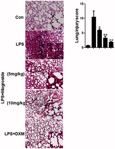 Figure 6. (A) Effects of mogroside V on histological changes in lung tissues. Mice were given an oral administration of mogroside V 1 h prior to an i.n. administration of LPS. Lungs were processed for histological evaluation of lung tissue using HE staining at 12 h after LPS challenged (magnification 100×). (B) Effects of mogroside V on lung morphology. The slides were histopathologically evaluated using a semi-quantitative scoring method. Lung injury was graded from 0 (normal) to 4 (severe). Mean scores were obtained from five mice. *p < 0.05, **p < 0.01 versus LPS group.