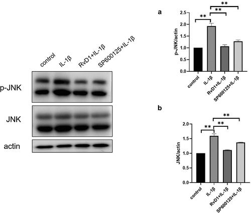 Figure 12. RvD1 inhibits the activation of MAPK/JNK signaling pathway. The result of western blotting of (a) p-JNK and (b) JNK. RvD1 and SP600125 were shown to decrease the expression of p-JNK. All experiments were repeated three times. **p < 0.01.