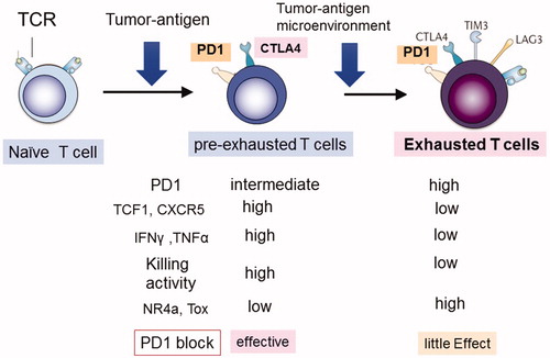 Figure 2. Two types of TIL T cells. Activated tumor infiltrating lymphocytes (TILs) can be divided into two stages: pre-exhausted (or effector) T cells and exhausted T cells. Pre-exhausted T cells respond to checkpoint blockade therapy, while terminally exhausted T cells do not respond to this therapy. Pre-exhausted T cells express higher levels of TCF-1, CXCR5, cytokines including IFNγ, and TNFα, and possess higher killing activity compared with terminally exhausted T cells.