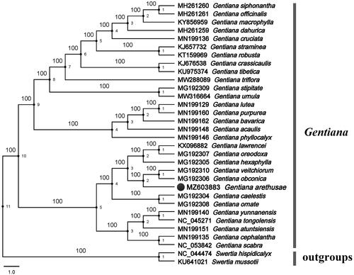 Figure 1. An ML phylogenetic tree of Gentianaceae based on the complete chloroplast genomes of 29 ingroup species and two outgroup taxa. Numbers at the nodes represent bootstrap support based on 1000 replicates.