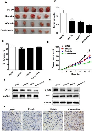Figure 6 Emodin combined with EGFR inhibitor inhibits proliferation of pancreatic cancer cells in vivo. Mice were administrated with vehicle (saline), emodin at 50 mg/kg/day, afatinib at 50 mg/kg/day, or the combination of the 2 drugs for 4 weeks. Tumor size and tumor weight (A), body weight (B) and tumor volume (C) of mice were measured. The protein of EGFR (D) and p-Stat3 (E) were detected with Western blotting. TUNEL assay detected the apoptosis in the tumor tissues (F). *P<0.05; **P<0.01.