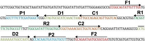 Figure 1 Location and sequence of the ctrA gene of Neisseria meningitidis applied for the MCDA primer design. The diagram displays the sequence and design of MCDA primers. The nucleotide sequence of the sense strand of the ctrA gene of N. meningitidis was shown. Right arrows and left arrows indicate sense and complementary sequences which were used in the present study, respectively.Abbreviation: MCDA, multiple cross displacement amplification.