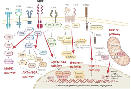 Figure 1 Schematic representation of the FGFR signalling and other relevant oncogenic pathways in iCCA.