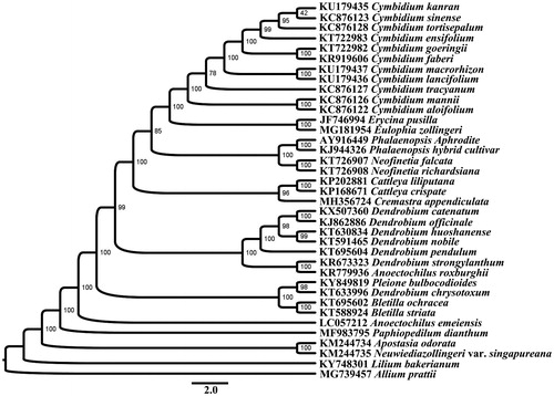 Figure 1. Phylogenetic reconstruction of Orchidaceae using 18 PCGs concatenated dataset.