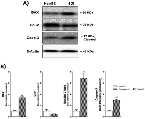 Figure 6. The immunoblotting of effect of compound 12 l against BAX, Bcl-2, and Caspase-3.