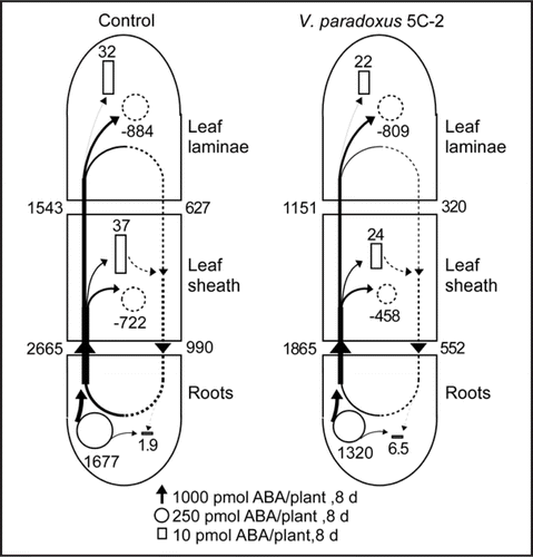 Figure 2 Flow profiles for metabolism, transport and deposition of ABA in control maize (Zea mays L.) plants and those inoculated with V. paradoxus 5C-2 over 8 d of the study period starting 6 d after planting. After treatment with V. paradoxus, the surface of the maize roots appeared slightly yellow, indicative of successful bacterial colonisation (V. paradoxus has characteristic yellow colonies in vitro). Based on the assumption that mass flow occurs both in xylem and phloem, the net K flows (obtained as described inCitation16 and the ratios of ABA:K in the transport fluids were used to estimate the net flows of ABA in the two transport pathways over the study period. The increments of ABA in the maize tissues were calculated from two harvests (6 d and 14 d after planting). The metabolism of ABA in maize tissue was calculated according to.Citation17 Dotted arrows indicate flows in the phloem, black arrows flows in the xylem. The width of the arrows (flows), the areas of the squares (deposition), and of the circles (complete circles, net synthesis; dotted circles, net degradation) are drawn in relation to the rates of flows. The numbers beneath the arrows, squares and circles indicate the net flows in nmol plant-1 8 d-1. Further details will be reported elsewhere (Jiang et al. manuscript in preparation).