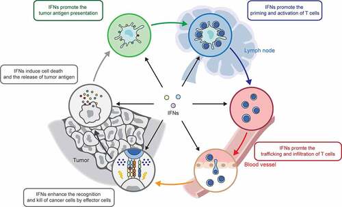 Figure 3. IFNs regulate each step of cancer-immunity cycle
