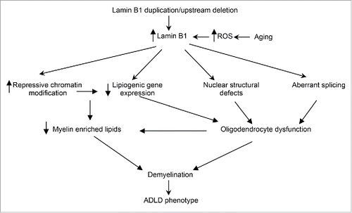 Figure 2. ADLD disease mechanism. Potential disease mechanisms underlying ADLD. Results from our group suggest that lipid dysregulation mediated by age dependent epigenetic alterations in oligodendrocytes are a major driver for the demyelination observed in an ADLD mouse model. However, other pathways such nuclear structural defects or aberrant splicing may also contribute to oligodendrocyte dysfunction. Findings that elevated reactive oxygen species (ROS) promote an accumulation of lamin B1 may provide an alternative hypothesis to explain the late age onset of the disease phenotype.