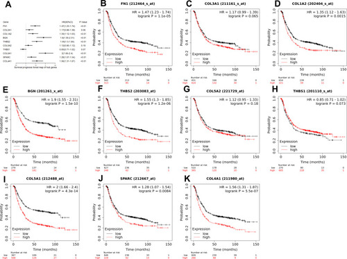 Figure 6 (A) A forest map of the 10 hub genes in all stages. 7 hub genes (FN1, COL1A2, BGN, THBS2, COL5A1, SPARC, and COL4A1) were significantly associated with the OS of GC patients. (B–K) The Kaplan-Meier survival curves of 10 hub genes.