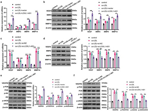 Figure 2. LOXL1-AS1 promoted the activation of VEGF/VEGFR2/PI3K/Akt/eNOS pathway. A-B: HUVECs were transfected with LOXL1-AS1 overexpression plasmid or negative vector, and cells were treated with Ox-LDL (5 μg/ml) for 24 hours. RT-PCR and western blot were used to detect the expressions of VEGF, MMP2, MMP9 and MMP14. C-D: HUVECs were transfected with si-LOXL1-AS1 or si-NC, and cells were treated with Ox-LDL (5 μg/ml). RT-PCR and western blot were carried out to detect the expressions of VEGF, MMP2, MMP9 and MMP14. E-F. western blot was taken to detect the activation of VEGF/VEGFR2/PI3K/Akt/eNOS pathway in HUVECs transfected with LOXL1-AS1 overexpression plasmids or si-LOXL1-AS1 or their negative controls. *, **, *** represents p < 0.05, p < 0.01 and p < 0.001, respectfully. N = 3