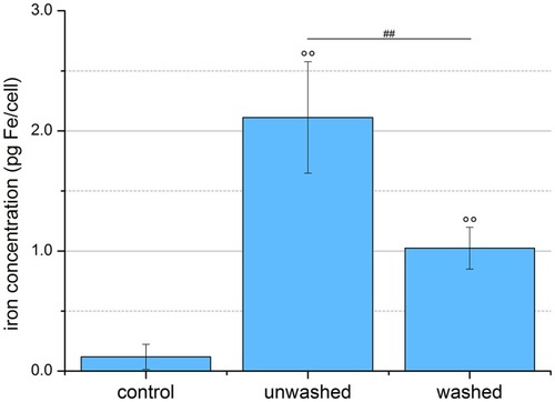 Figure 6 Quantification of SPION uptake into cells. EL4 cells were incubated for 24 hrs with SPIONCitrate at an iron concentration of 75 µg/mL. Cell pellets of purified, unwashed and control cells were counted, lyzed and their iron content measured by AES. The purification process led to a significantly lower amount of iron in the pellet of the washed cells, but these, like the unwashed cells, still contained significantly more iron than the control cells. The experiment shown in this figure was performed in six independent experiments. The mean values with standard deviations are shown. Significances of treated cells compared to control are represented by degree signs (°°p < 0.005), significance of purified cells compared to unwashed cells is represented by number signs (##p < 0.005).Abbreviations: AES, atomic emission spectroscopy; SPION, superparamagnetic iron oxide nanoparticle.