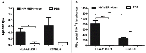 Figure 5. HIV-specific antibody and CD8+ (T)cell responses after immunization with a recombinant HIV-1 protein. (A) HIV-specific antibody titers in HLA-A11/DR1 Tg and C57BL/6 mice immunized with a recombinant HIV-1 protein or PBS. (B) HIV-specific IFN-γ production by cytotoxic T lymphocytes was examined by measuring responses to the recombinant HIV-1 protein in immunized mice (PBS-immunized mice were used as control).