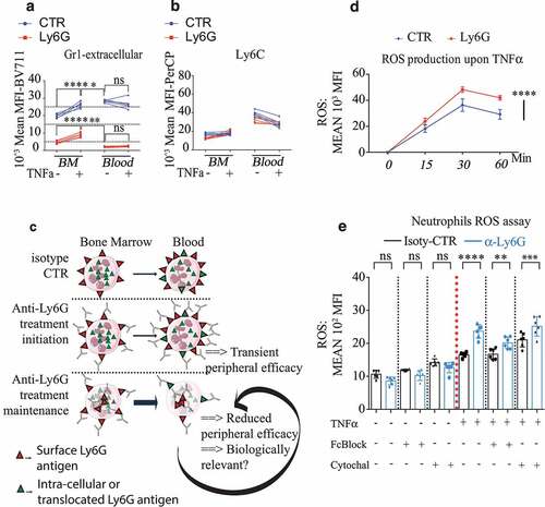Figure 2. Anti-Ly6G ligation enhances TNFα-induced neutrophil oxidative burst