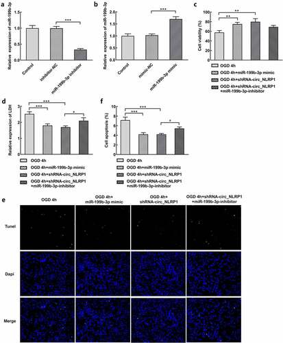 Figure 5. Mmu-miR-199b-3p mediated the function of circ_NLRP1. The effects of mmu-miR-199b-3p-inhibitor through qPCR analysis (a). The effects of mmu-miR-199b-3p-mimic through qPCR analysis (b). mmu-miR-199b-3p-inhibitor disturbed the effects of shRNA-circ_NLRP1 on cell viability (c), LDH (d) or cell apoptosis (e–f). **p < 0.01, ***p < 0.001. #p < 0.05