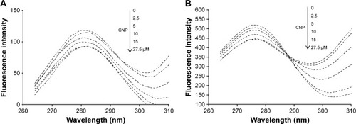 Figure 7 The effect of various concentrations of CNPs (0, 2.5, 5, 10, 15, and 27.5 µM) on the synchronous fluorescence spectrum of HHb with Δλ = 20 nm (A) and Δλ = 60 nm (B).
