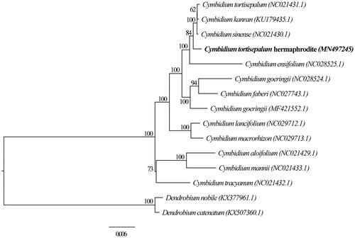 Figure 1. The Maximum-likelihood (ML) tree based on 13 plastomes in Cymbidium, with Dendrobium nobile and D. catenatum as outgroup, boot-strap support value with 1000 replicates labeled on each node.