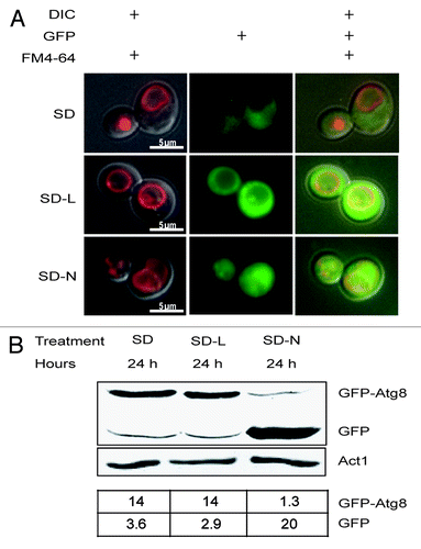 Figure 3. GFP-Atg8 was not harvested or processed by Δatg8 cells during leucine starvation. (A) The photos show representative cells that were pre-grown in SD and then stained for 30 min with FM4–64. Stained cells were then washed and starved for 12 h (SD-L) or 24 h (SD-N) and examined. (B) Proteins were extracted from cultures harvested at the same times as in (A), separated by PAGE, transferred to duplicate membranes, and treated with antibodies to visualize GFP or actin. The amounts of GFP-Atg8 and GFP relative to actin are shown in the lower table.