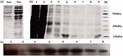 Figure 2. SDS-PAGE analysis of NMM expression in E. coli DE3 strain. (a) Soluble and insoluble fractions on 15% SDS-PAGE gel after IPTG induction. (b) The eluted fractions from the Ni-NTA-sepharose column was analyzed with 15% SDS-PAGE. Lane 1: The eluted fraction belongs to total protein content after cell lysis. Lane 2: flow-though, lanes 3 and 4: first and last washing, lanes 5–8: eluted fractions and lane 9: desalted fraction, M is protein marker. (c) NMM fusion protein was analyzed by SDS-PAGE, transferred to 0.2 µm PVDF membrane and detected by polyclonal anti-his tag antibody. Lane 1: total protein after cell lysis, lane 2: flow through and lane 3–8: eluted fractions. Ins: insoluble fraction; Sol: soluble fraction; NMM: NLS-Mu-Mu.