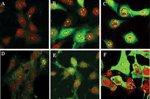 Figure 7. Confocal microscopy analysis of the intracellular localization of HSP70 in WT (a–c) or p65−/− (d–f) cells that were not exposed (a, d) or exposed to heat shock and analyzed at 4 h (b, e) or 24 h (c, f) later (red staining: nuclei stained with PI; green staining: expression of HSP70) (1 representative out of 3 experiments) (X450).