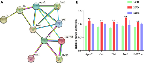Figure 9 Interaction network and expression analysis of DEPs. (A) Protein-protein interaction network analysis of DEGs. (B) Relative expression of proteins. **P < 0.01.