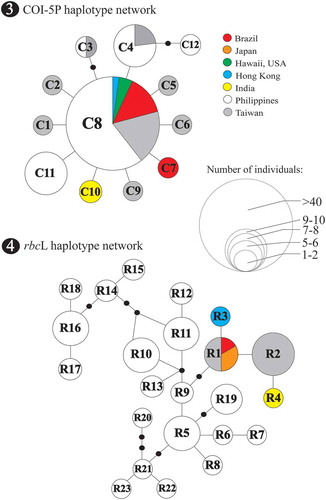 Figs 3–4. Statistical parsimony analysis representing the entire Py. acanthophora haplotypes inferred from Fig. 3 COI-5P and Fig. 4 rbcL using TCS. The size of the circles represents the number of individuals; black dots correspond to missing haplotypes.