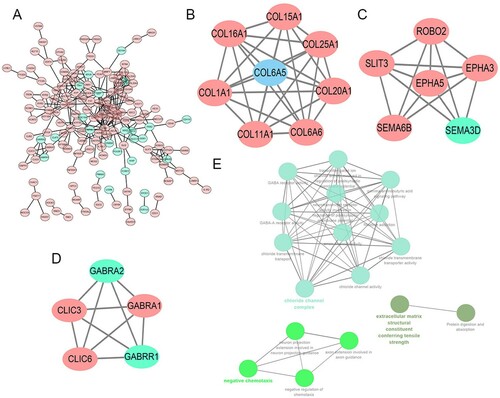 Figure 10. A. The PPI analysis of DEGs at STRING (https://string-db.org). B、C、D. Cluster analysis of the PPI network (B. Cluster1; C. Cluster2; D. Cluster3). E. GO and KEGG analyses on the 3 hub modules.