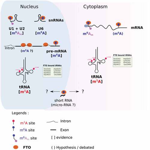 Figure 1. Compartment specific targets of FTO. In the nucleus, FTO demethylates m6Am in U1 and U2 snRNAs, m6A in U6 snRNAs and pre-mRNAs, and m1A in selected tRNAs. In the cytoplasm, FTO targets m6Am (and potentially m6A) on mRNA. It targets m1A in a subset of tRNAs. Compartment-specific m6A demethylation of short RNAs (20 nucleotides long) remains undocumented.