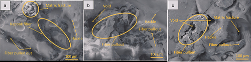 Figure 6. SEM photos of the fracture of (a) alkali/KF-composite; (b) alkali/KF-composite after UV exposure; (c) alkali/KF-composite after immersion.