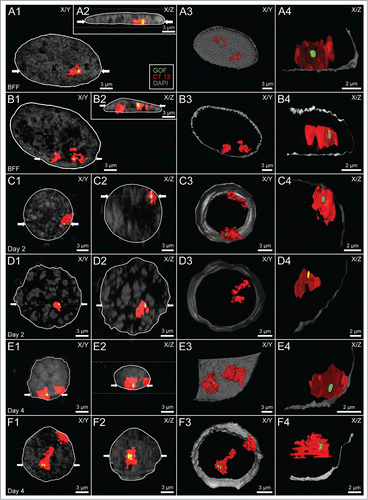 Figure 2. Variability of higher order chromatin arrangements of the pluripotency marker gene GOF, its carrier chromosome territory (CT) 13 and the non-carrier homolog. Panels A-F. CSLM images were recorded from 6 nuclei A-F representative for the variability of radial nuclear arrangements of GOF (green), its carrier and non-carrier chromosome territories 13 (red): 2 fibroblast nuclei (A and B), 2 embryonic nuclei from cloned embryos at day 2 (C and D), and 2 nuclei from cloned embryos at day 4 (E and F). DAPI stained DNA is presented in gray. X/Y-sections (A1-F1) and X/Z sections (A2-F2) were taken at positions including the painted carrier chromosome territory with the GOF signal. Two white arrows in A1-F1 indicate the site, where the X/Z section was taken perpendicular to the X/Y section. Correspondingly, 2 white arrows in A2-F2 indicate the site, where the X/Y section was taken perpendicular to the X/Z section. A3-F3 show partial 3D reconstructions of the same nuclei presenting the location of the carrier and non-carrier chromosome territories 13. A4-F4 show enlarged, virtual sections of the carrier chromosome territory with GOF signals representing the nearest position of GOF to the DAPI stained nuclear border. Bars: 3 μm for A1-F1, A2-F2, A3-F3; 2 μm for A4-F4.