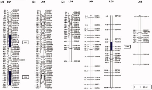 Figure 8. Linkage group of the segregation distortion site. (A) Linkage group with the MAT-A locus. (B) Linkage group before the addition of the MAT-A locus. (C) Linkage group of the segregation distortion site (except LG1).