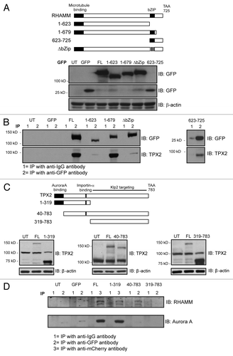 Figure 4. Characterization of the functional domains involved in RHAMM-TPX2 interaction during early mitosis. (A) Schematic diagram of defined domains in RHAMM. The 3 gray lines in the ΔbZIP construct represent leucines mutated to arginines. Western blot analysis confirmed the expression of GFP-RHAMM constructs. β-actin levels confirmed equal loading. (B) Immunoprecipitation of GFP-RHAMM constructs identified the bZIP motif as a necessary domain in RHAMM for the co-precipitation of TPX2. Cell lysates were immunoprecipitated with either an IgG control antibody (lanes marked 1) or antibodies against eGFP (lanes marked 2). (C) Schematic diagram of defined domains in TPX2. Western blot analysis confirmed the expression of mCherry-TPX2 and TPX2-GFP truncation variants. β-actin levels confirmed equal loading. (D) Immunoprecipitation of mCherry–TPX2 or TPX2–GFP truncation variants identified amino acids 40–319 as necessary for the co-precipitation of RHAMM. Cell lysates were immunoprecipitated with either an IgG control antibody (lane marked 1) or antibodies against eGFP (lane marked 2) or mCherry (lane marked 3).