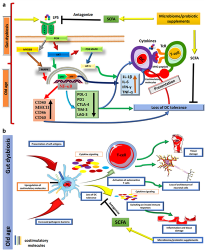 Figure 1. (a) Age-related changes in the gut microbiota affect DCs. As individuals progress through the aging process, significant alterations occur within the gut microbiome. These changes are characterized by an augmented presence of Gram-negative bacteria, which, in turn, leads to an increased secretion of LPS. The LPS exerts its influence via TLR4 on DCs, thus initiating a complex signaling cascade. This cascade involves critical components such as MYD88, AKT, PI3K, and MAPK pathways, ultimately culminating in the activation of the transcription factor p65 and a subsequent elevation in the basal activity of NF-κB. The heightened activation of NF-κB within DCs results in a noteworthy upregulation of proinflammatory cytokines and the augmentation of essential costimulatory molecules, including CD80, CD86, MHCII, and CD40. Concurrently, this activation leads to the downregulation of immune checkpoint proteins. These activated DCs then proceed to present antigens bound to MHC molecules and engage in interactions with T cells through the TCR, thus facilitating immune responses. This shift in the equilibrium of immune signaling makes DCs more inclined to mount vigorous inflammatory responses. Consequently, these activated DCs evolve into proficient antigen captors and presenters to T cells, thereby promoting immune responses against potential threats. However, this heightened state of immune activation also brings about a potential loss of DC tolerance, rendering the immune system more susceptible to autoimmune reactions and the development of chronic inflammatory diseases. The maintenance of a harmonious and balanced immune response is paramount for healthy aging, as the dysregulation of DC function can significantly contribute to a spectrum of age-related pathologies. One promising approach to ameliorate the adverse impacts of gut dysbiosis on DCs involves the supplementation of SCFAs. SCFAs are microbial metabolites generated through the fermentation of dietary fibers within the gut. These compounds have been demonstrated to antagonize TLR inflammatory pathways, thereby offering a potential means to safeguard DC tolerance and sustain a more balanced and harmonious immune response. (b) Aging induces various changes in the human body. Throughout the aging process, the human body undergoes a multitude of transformations, encompassing significant shifts within the gut microbiome. These alterations wield a profound influence on the immune system, with a particular emphasis on DCs, pivotal regulators of immune tolerance. DCs play a critical role in the recognition and presentation of antigens to T cells, thus regulating immune responses. The sustained activation of DCs in the elderly populace can precipitate adverse consequences, given that these cells progressively lose their ability to uphold immune tolerance toward self-antigens. Consequently, this loss of tolerance manifests as chronic inflammation, autoimmunity, and tissue damage. The unrestrained expression of costimulatory molecules and the presentation of self-antigens by DCs to autoreactive T cells usher in a disarray of immune responses within aging individuals, fostering inflammation, disruption of neuronal cell architecture, and tissue damage associated autoimmune diseases. It is worth noting that age-related maladies can potentially be ameliorated through the judicious supplementation of probiotics and SCFAs. Probiotics, being beneficial microorganisms, can reinstate equilibrium within the gut microbiome and foster the tolerogenic behavior of DCs. By modulating the functions of DCs, probiotics hold the promise of mitigating inflammation and enhancing immune tolerance, thereby opening a promising avenue for the management of age-related health conditions. The artwork used in this figure was adapted from Servier Medical Art (http://servier.com/Powerpoint-image-bank). Servier Medical Art by Servier is licensed under aCreative Commons Attribution 3.0 Unported License.