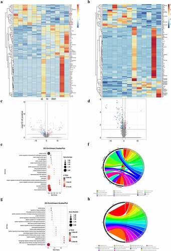 Figure 2. DEG identification and GO analysis of DEGs. (a) Representative heat map of differentially expressed genes in WT and WT + sevoflurane group. (b) Representative heat map of differentially expressed genes in IL-17A−/− and IL-17A−/− + Sev group. (c) Differential gene volcano map in WT and WT + sevoflurane group. (d) Differential gene volcano map in IL-17A−/− and IL-17A−/− + Sev group. (e-f) GO enrichment analysis upregulated pathways in WT and WT + sevoflurane group. (g-h) GO enrichment analysis downregulated pathways in WT and WT + sevoflurane group.