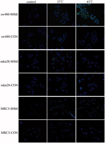 Figure 6. EGFP protein immunofluorescence (anti-3FLAG). SW480, MKN28 and MRC5 cells were transfected with the control lentivirus (pLVX-Ubi-3FLAG) or the 8HSEs-hTERTp-EGFP lentivirus (pLVX-8HSEs-hTERTp-EGFP-3FLAG). The cells were incubated at 37 or 43 °C for 1 h.The infected cells were harvested 24 h after heat treatment and EGFP protein was monitored by immunofluorescence with anti-3FLAG antibody. Magnification ×400.