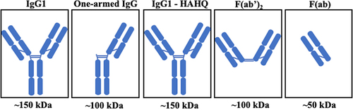 Figure 1. Schematic of molecules. IgG1-HAHQ has mutations H310A and H435Q in the Fc region that ablate FcRn binding. F(ab’)2 and F(ab) have no Fc region.
