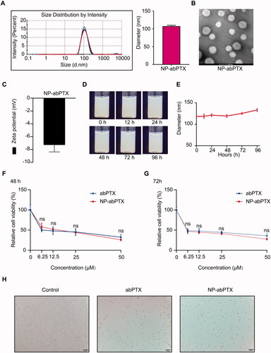 Figure 1. NP-abPTX maintains anti-proliferation effect in vitro, similar to abPTX. (A) Size intensity curves and the mean size of NP-abPTX. (B) The shapes of NP-abPTX were acquired by transmission electron. Scale bars, 100 nm. (C) Surface zeta potential. (D) The NP-abPTX suspensions were photographed at indicated time. (E) The NP-abPTX size was measured by Malvern at indicated time. (F, G) CCK-8 assay was used to determine the anti-proliferation effects of abPTX and NP-abPTX on LLC cells. Each group was repeated four times; ns: not significant. (H) The morphology changes of LLC cells treated by 6.25 μM abPTX or NP-abPTX for 48 h. Representative pictures are presented.