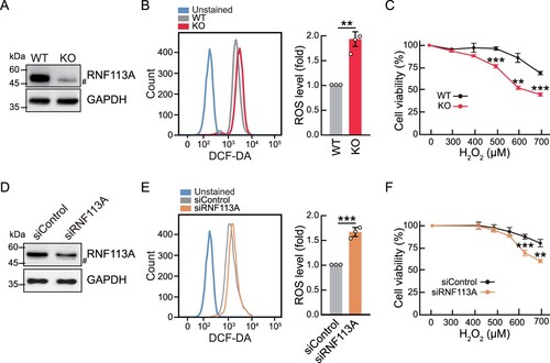 Figure 3. RNF113A deficiency increases intracellular ROS levels. (A) Immunoblot analysis confirming KO of RNF113A. (B) Intracellular ROS levels in WT and RNF113A KO cells. Cells were stained with DCF-CA and fluorescence was analyzed by flow cytometer (left). The bar graph (right) shows the mean values of ROS levels in WT or RNF113A KO cells. (C) Cell viability analysis of WT and RNF113A KO cells after H2O2 treatment. Cells were treated with H2O2 for 24 h, and cell viability was measured using the MTS assay. (D) Immunoblot analysis showing the knock down of RNF113A by siRNA transfection. (E) Intracellular ROS levels in siControl or siRNF113A transfected HeLa cells (left). The bar graph (right) shows mean values of ROS levels. (F) Cell viability analysis of siControl or siRNF113A transfected HeLa cells after H2O2 treatment. Cells were transfected with siRNAs for 48 h, followed by treatment with H2O2 for 24 h. Cell viability was measured using MTS assay. p-values were calculated using two-tailed Student’s t-test. **p < 0.01, ***p < 0.001.