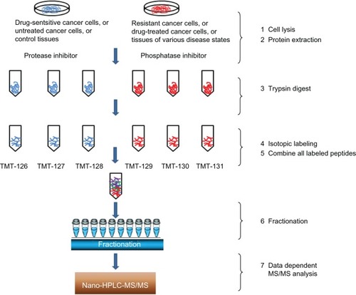 Figure 1 Workflow of quantitative proteomic analysis of resistant cancer phenotypes, drug-treated cancer cells, and differentiated tumor tissues.