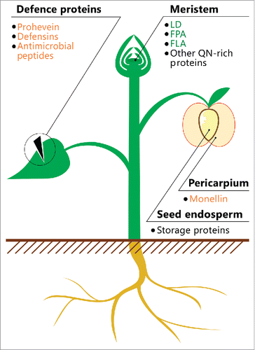 FIGURE 1. Location of potentially amyloidogenic proteins in plants. A schematic illustration of the plant is shown. The names of proteins or peptides, whose amyloid properties were partially characterized in vivo (green) and in vitro (orange), and proteins, whose fragments have amyloidogenic properties (black), are indicated. The data on these proteins and peptides are summarized in Table 1.