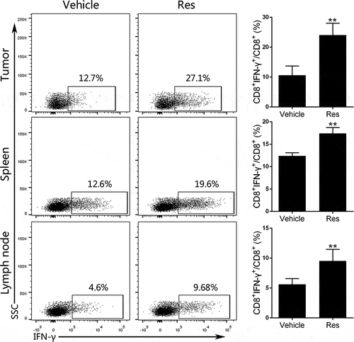 Figure 4. Resveratrol treatment increases IFN-γ-expressing CD8+ T cells in the Hepa1-6 tumor-bearing mice. Tumor-infiltrating lymphocytes, spleen and draining lymph node (LN) cells were isolated from tumor-bearing mice of resveratrol- or vehicle-treated group on day 21. Then 1 × 106 cells were incubated in the presence of PMA/Ionomycin and monensin as described in the methods. The percentages of CD8+IFN-γ+ T cells from tumors, spleens or lymph nodes were enumerated by FACS analysis after intracellular staining of IFN-γ. Gating strategy for dot plots was indicated in supplemental materials. Data are shown as mean ± SD from a representative of three independent experiments (Res, resveratrol; n = 4–5 mice/group; two-tailed t-test: **p < 0.01 compared to Vehicle)